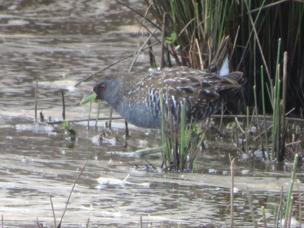 Australian Crake - ML646262125