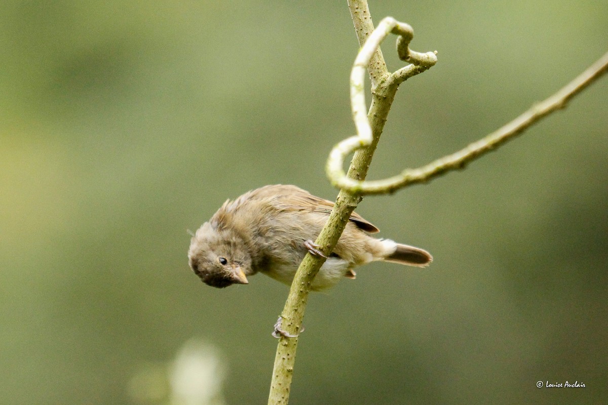 Dull-colored Grassquit - ML646262130