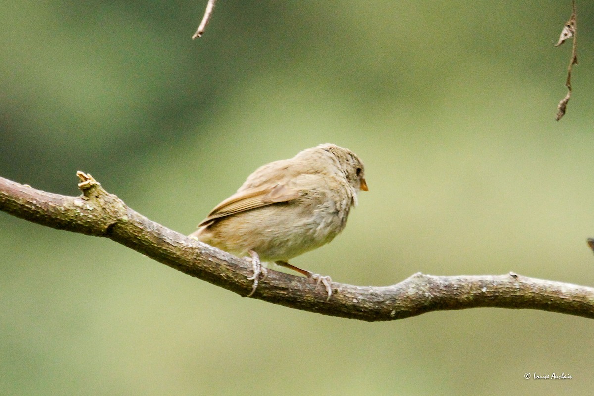 Dull-colored Grassquit - ML646262131