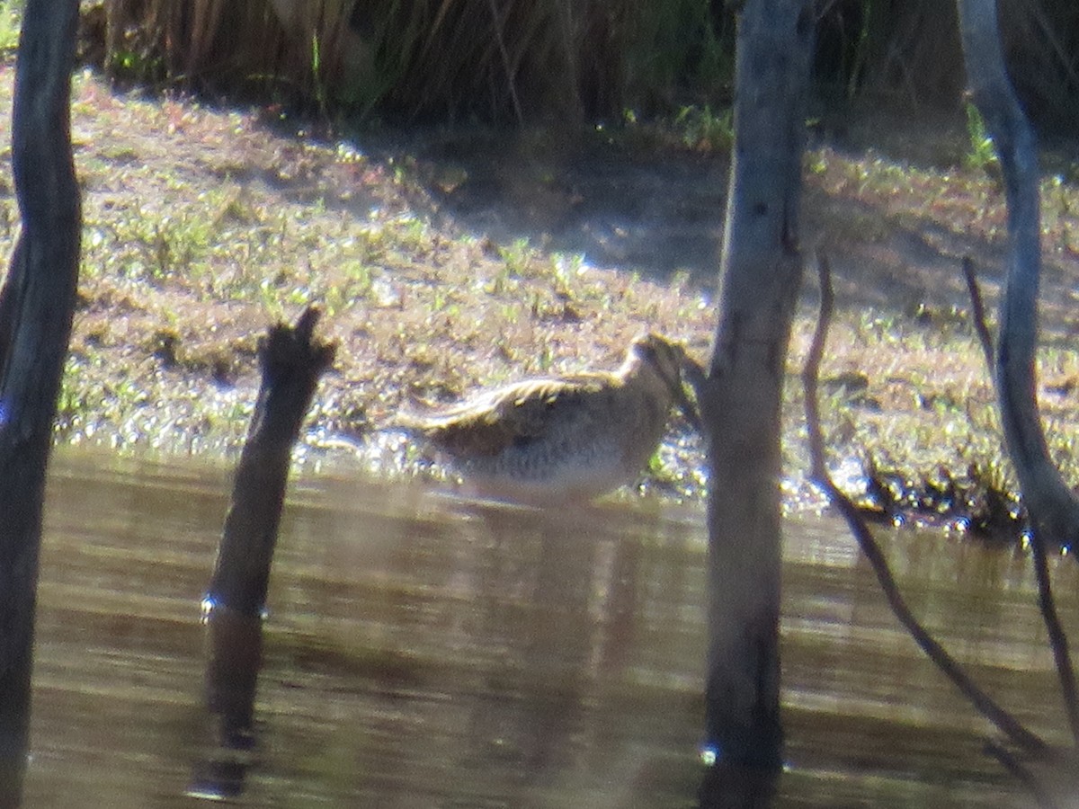 Latham's Snipe - ML646262133