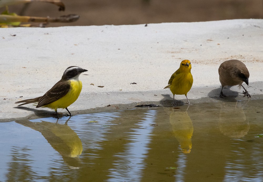 Sosyal Tiran - ML646262139