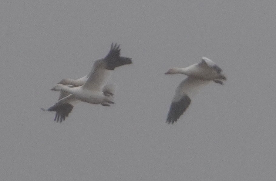 Schneegans - ML646262140