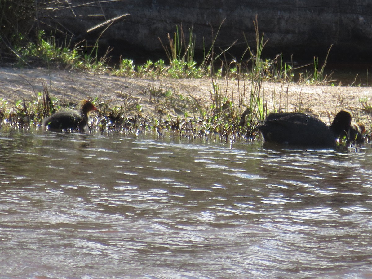 Халзан түнжүүр - ML646262150