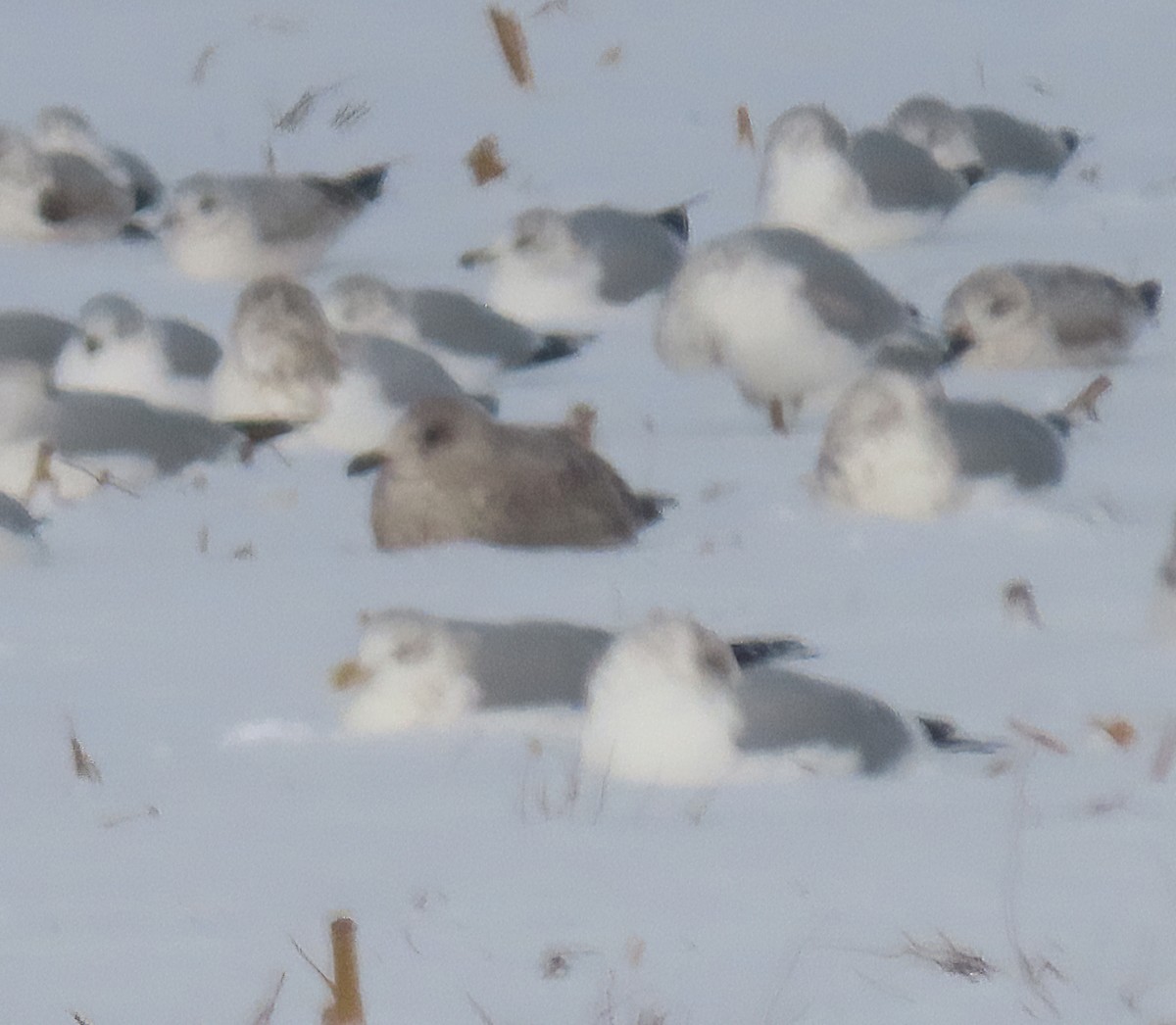 Grönland Martısı (thayeri) - ML646262159