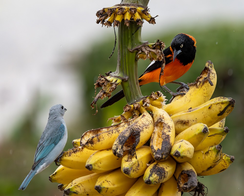 Campo Troupial - ML646262168