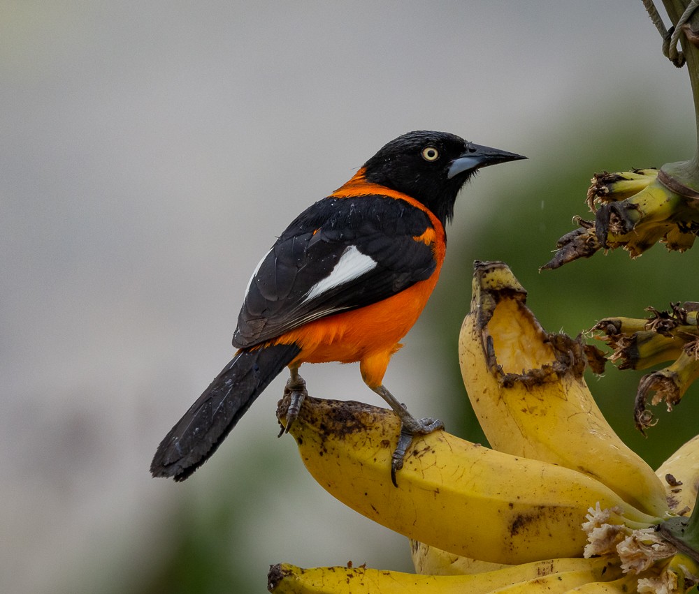 Campo Troupial - ML646262169