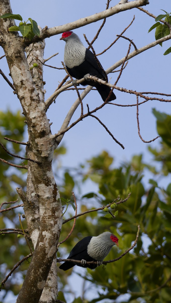 Seychelles Blue-Pigeon - ML646262170