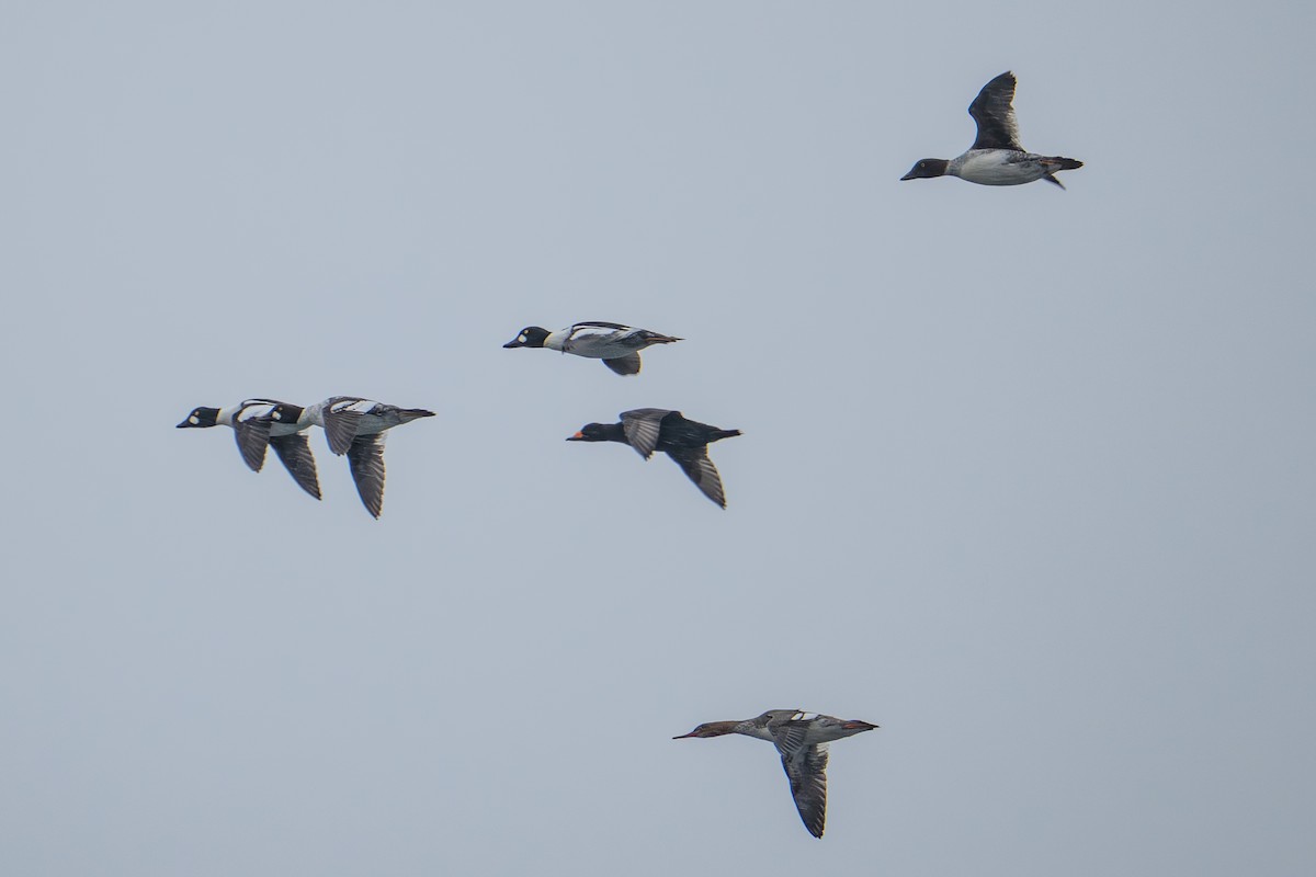 Garrot à oeil d'or - ML646262174