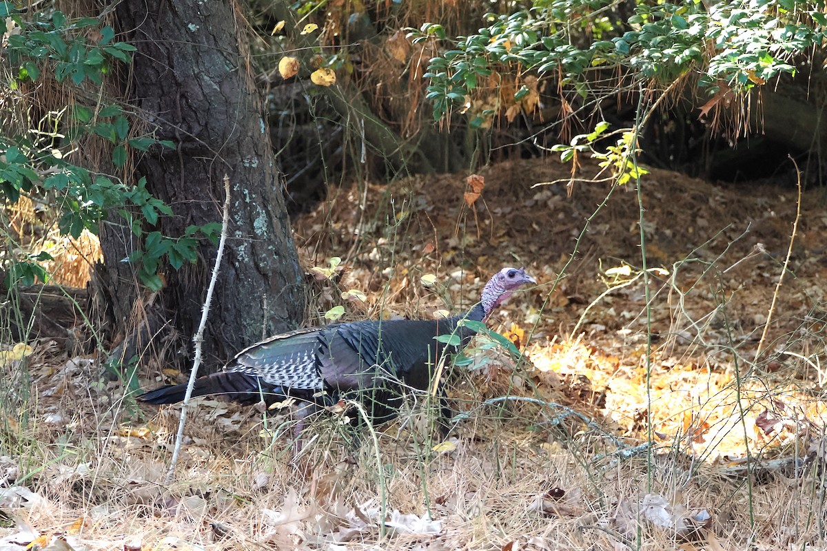 Wild Turkey - ML646262182