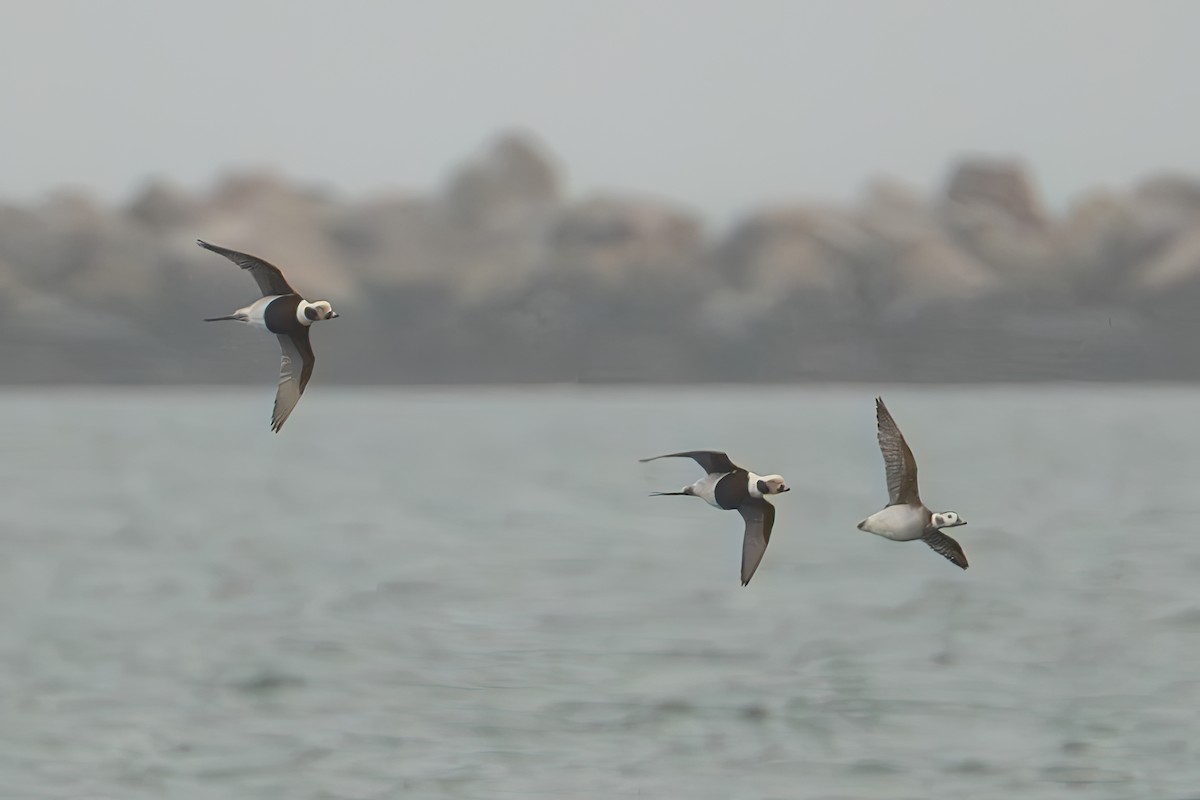 Harelde kakawi - ML646262184