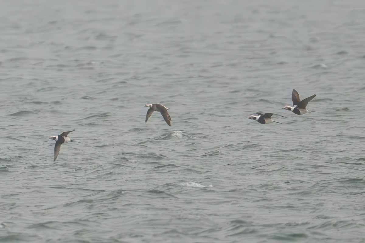 Harelde kakawi - ML646262185