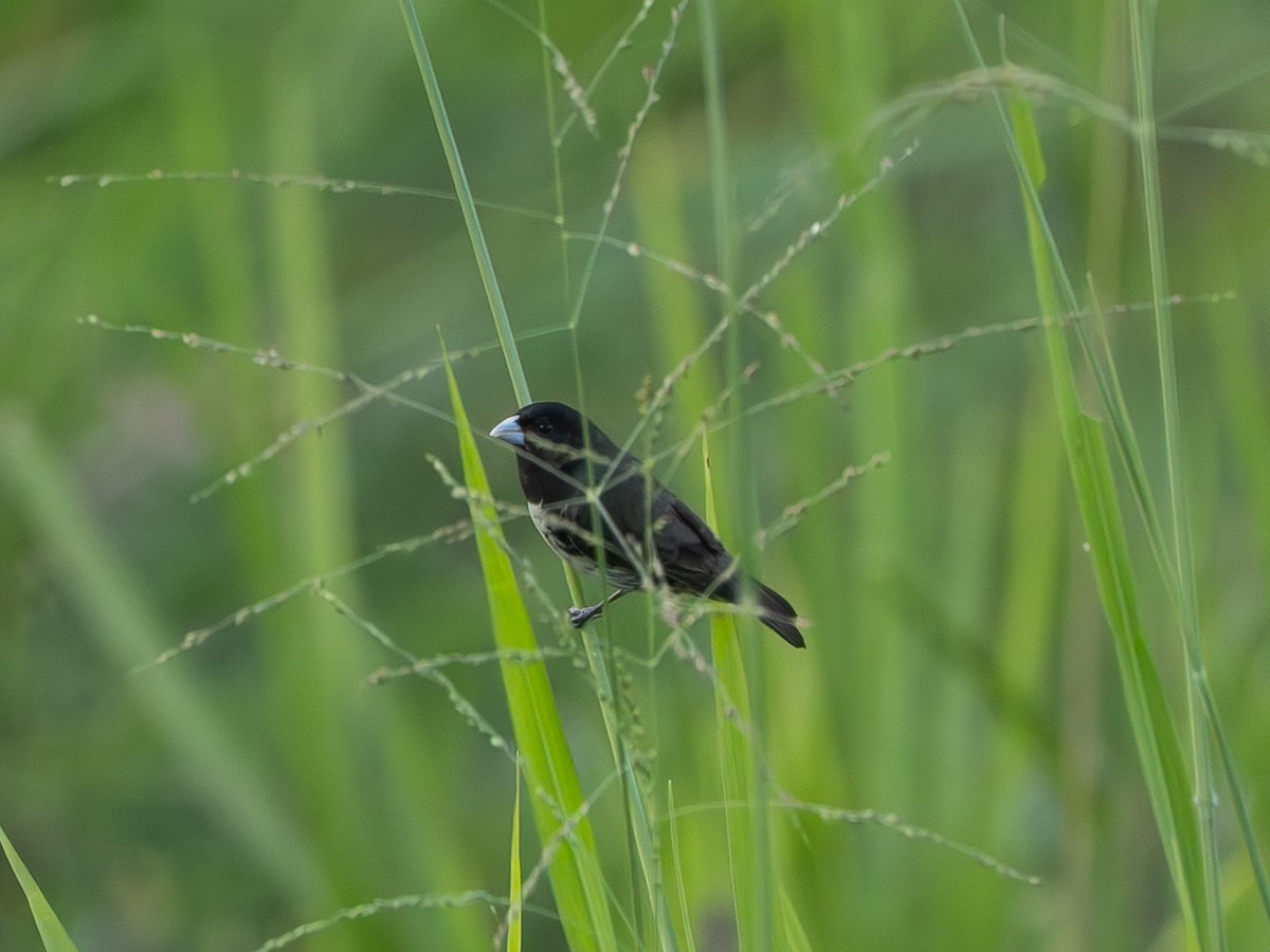 Yellow-bellied Seedeater - ML646262194