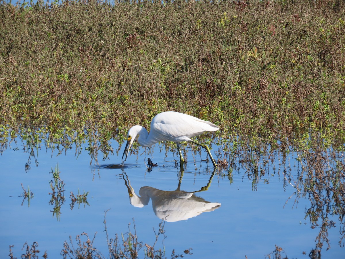 Great Egret - ML646262197