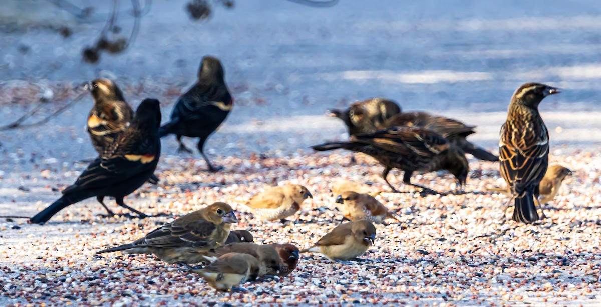 Scaly-breasted Munia - ML646262206