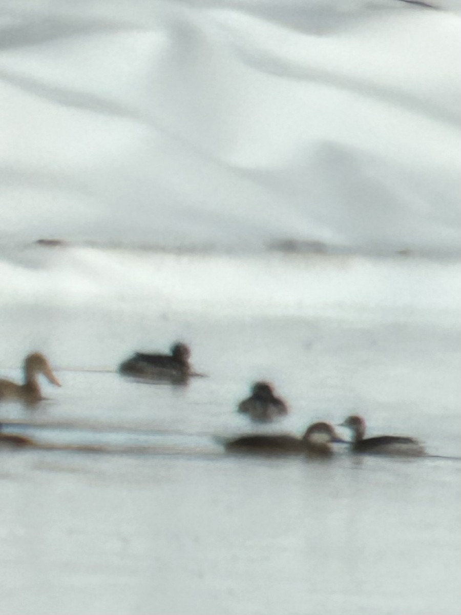 Black Scoter - ML646262214