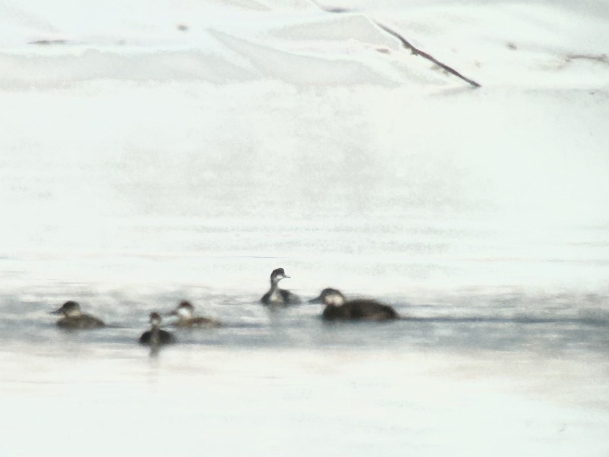 Black Scoter - ML646262221