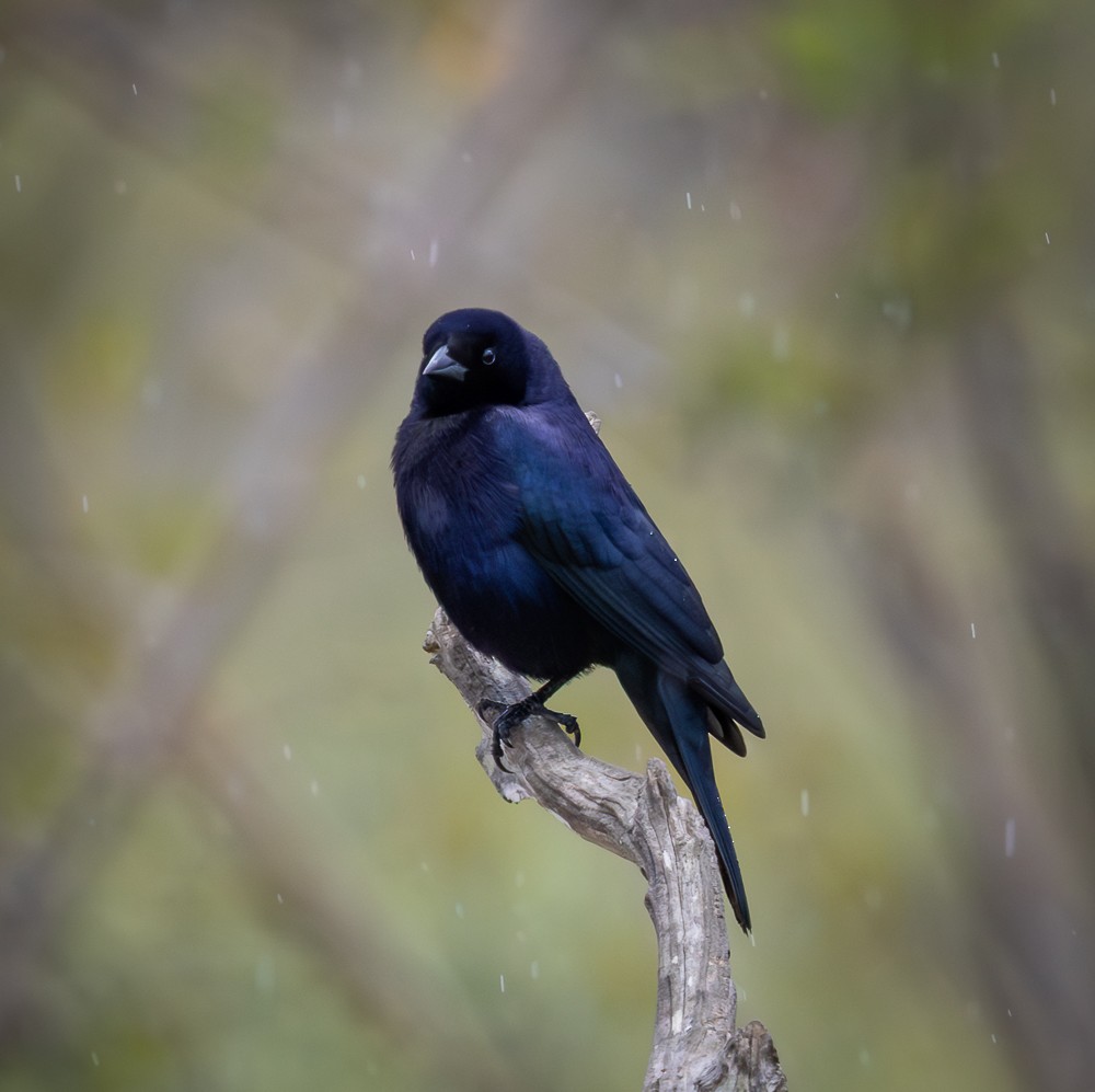 Shiny Cowbird - ML646262223