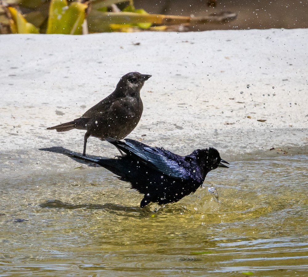 Shiny Cowbird - ML646262224