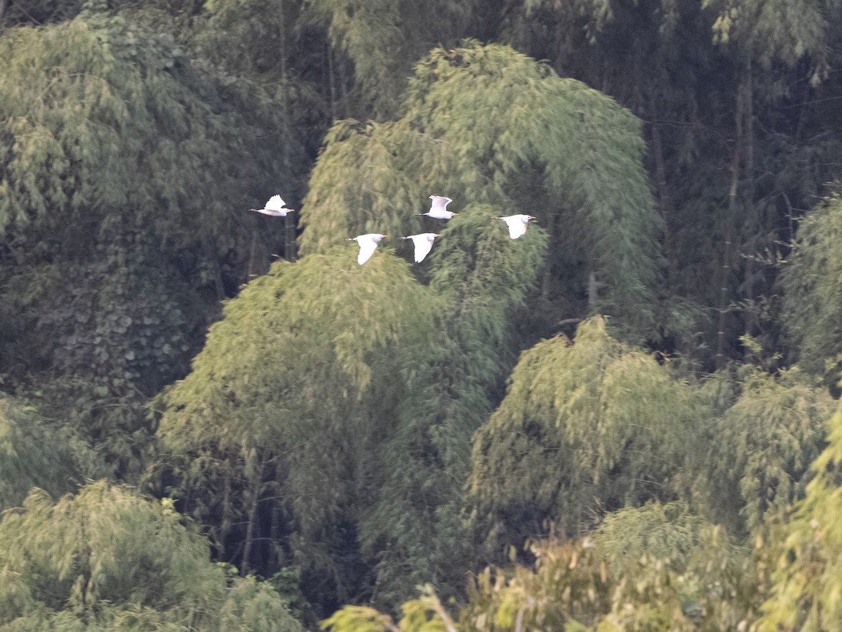 Western Cattle-Egret - ML646262227