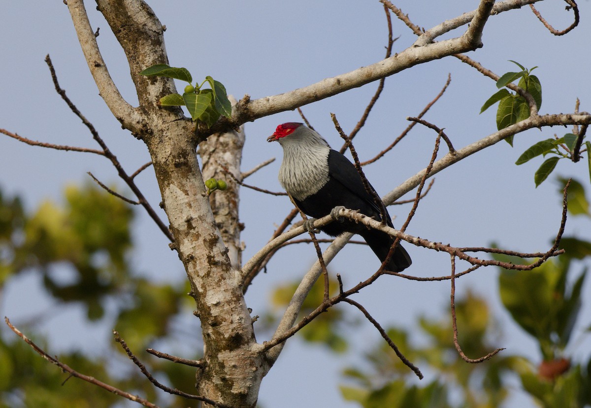 Seychelles Blue-Pigeon - ML646262230
