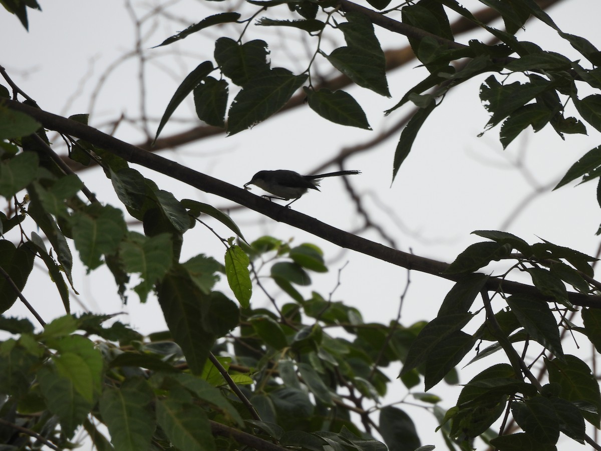 Tropical Gnatcatcher (atricapilla) - ML646262243
