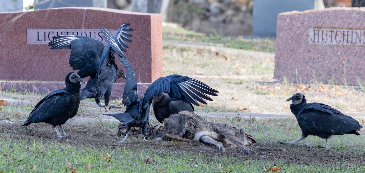 kondor havranovitý - ML646262244