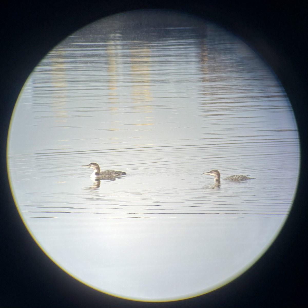 Common Loon - ML646262251