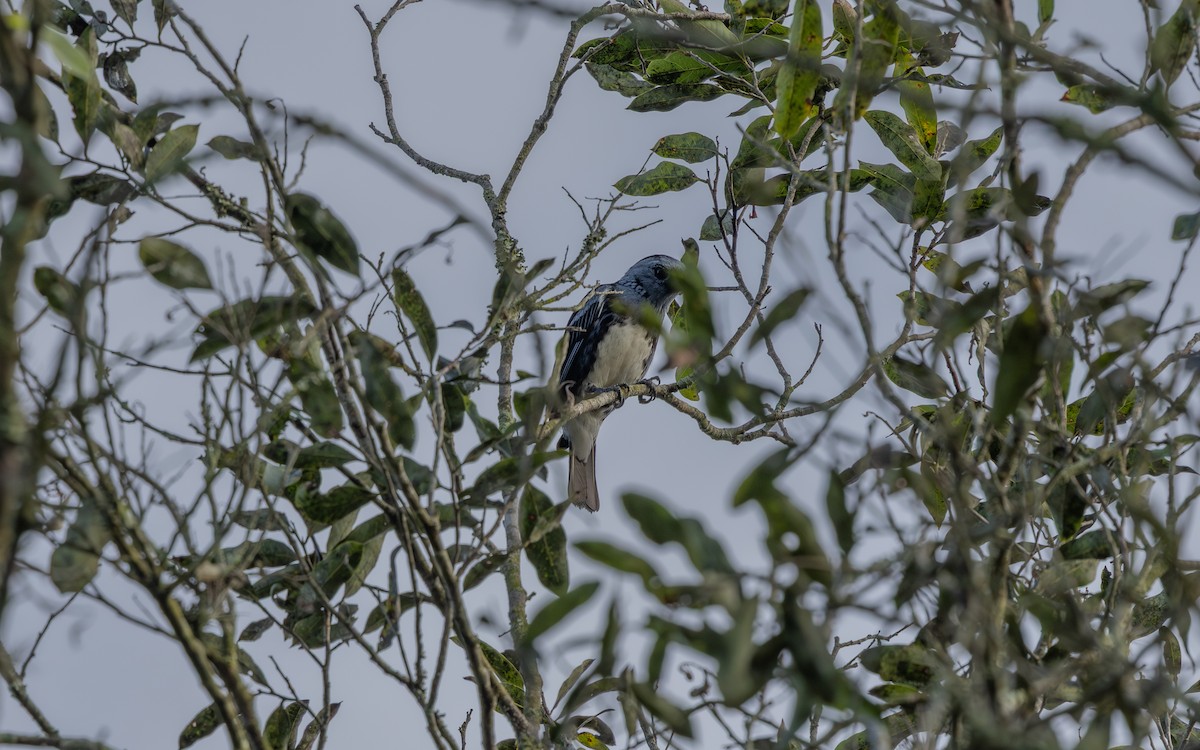 White-bellied Tanager - ML646262254