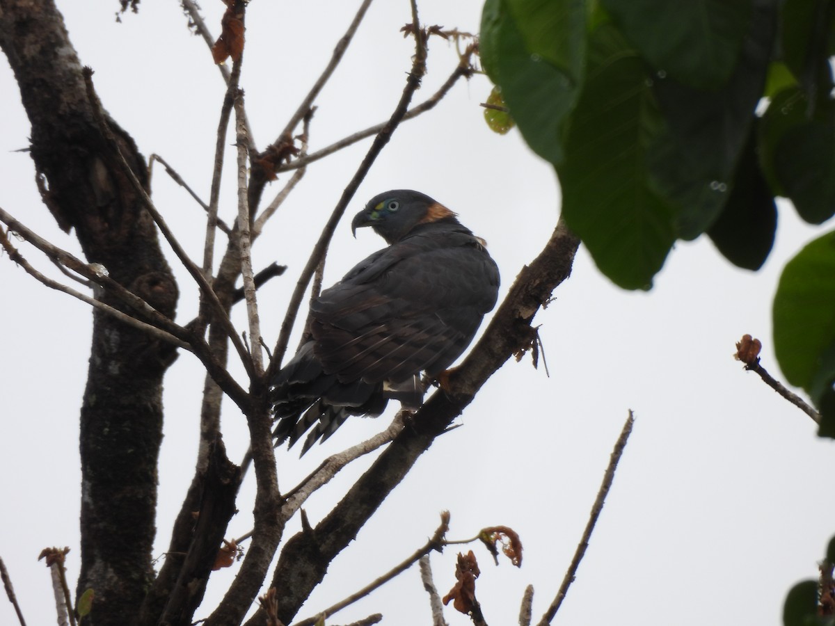 Hook-billed Kite - ML646262259