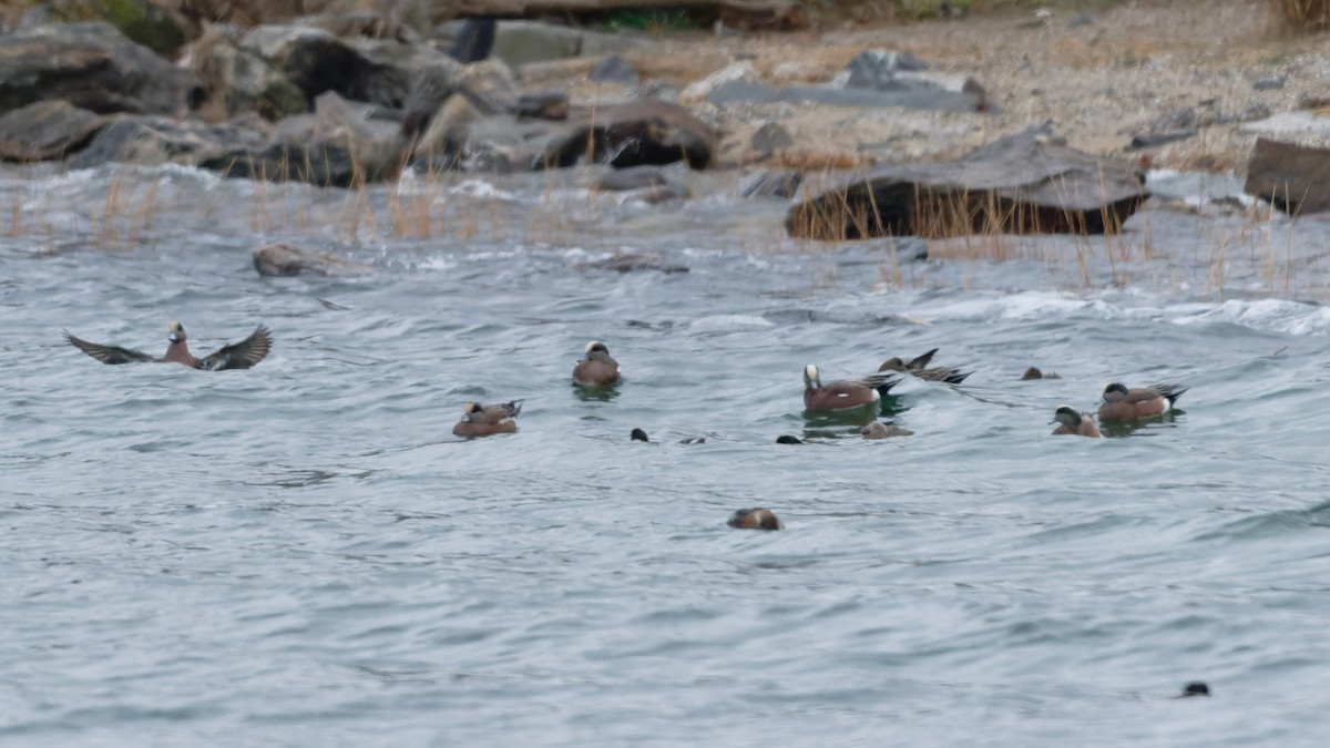 American Wigeon - ML646262261