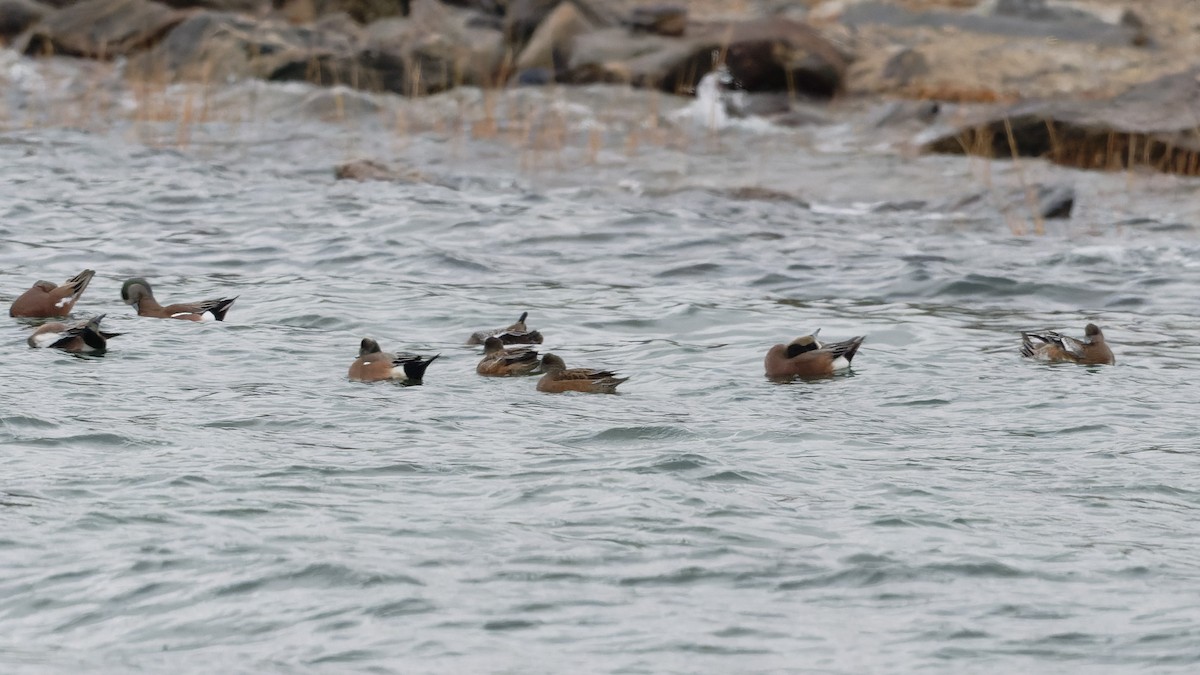 American Wigeon - ML646262262