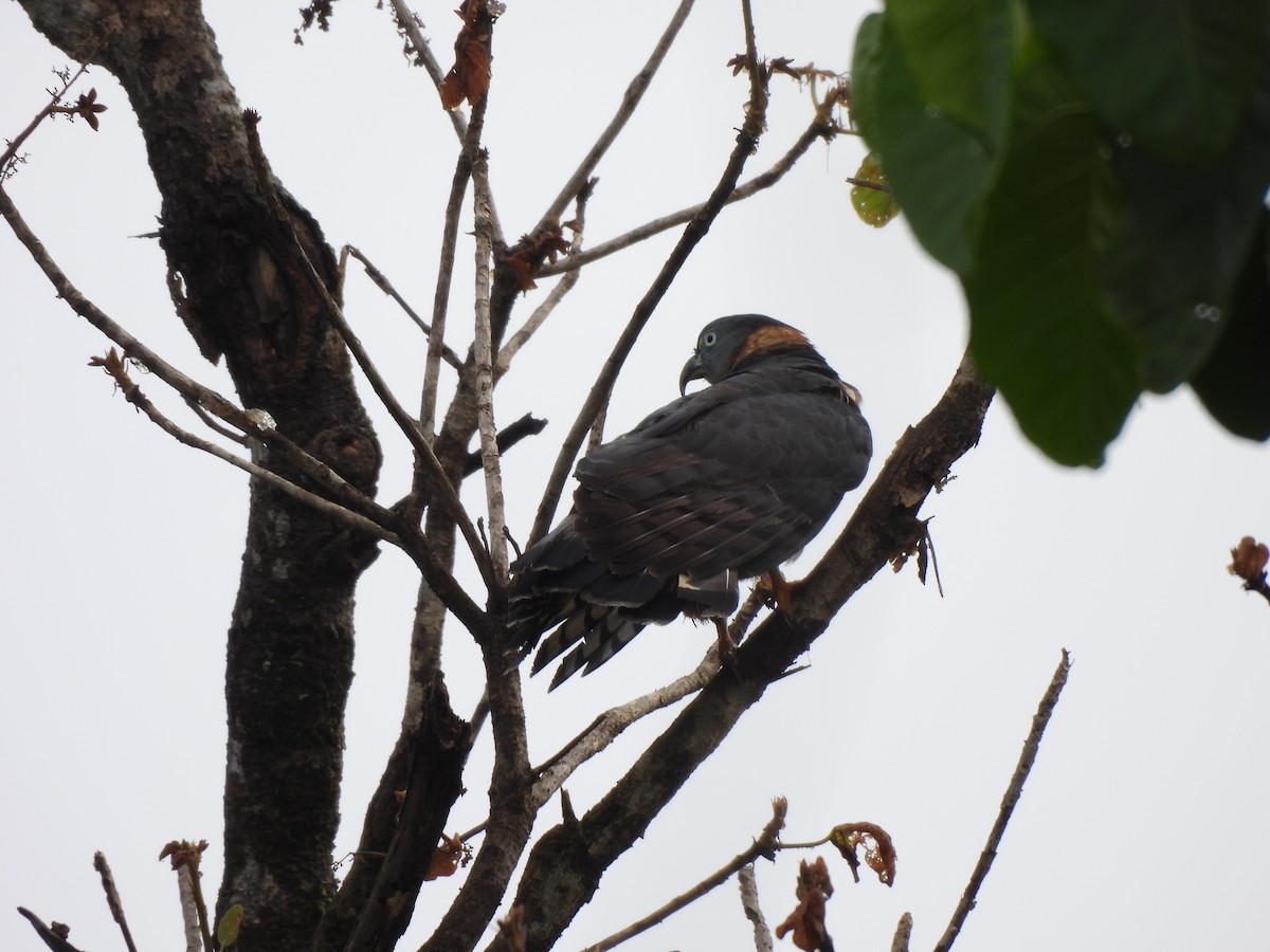 Hook-billed Kite - ML646262263