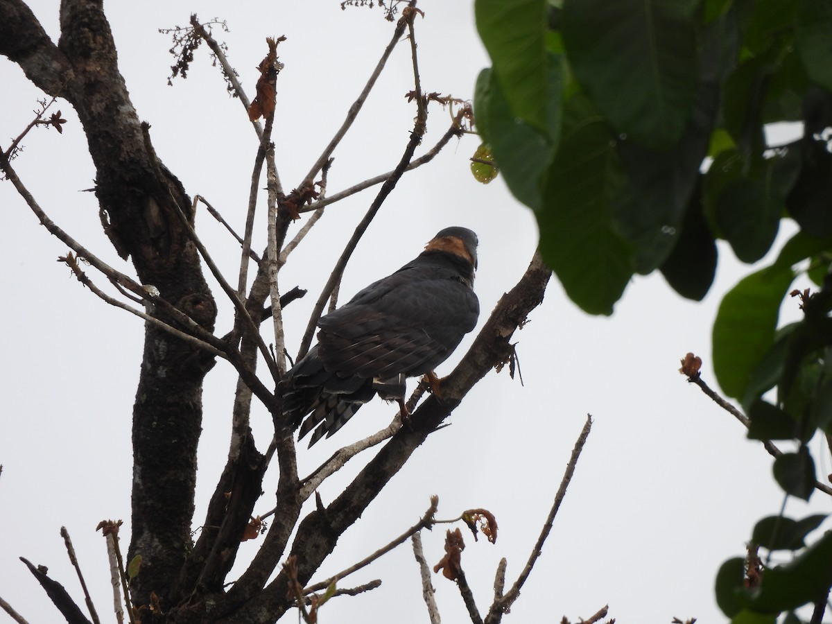 Hook-billed Kite - ML646262264