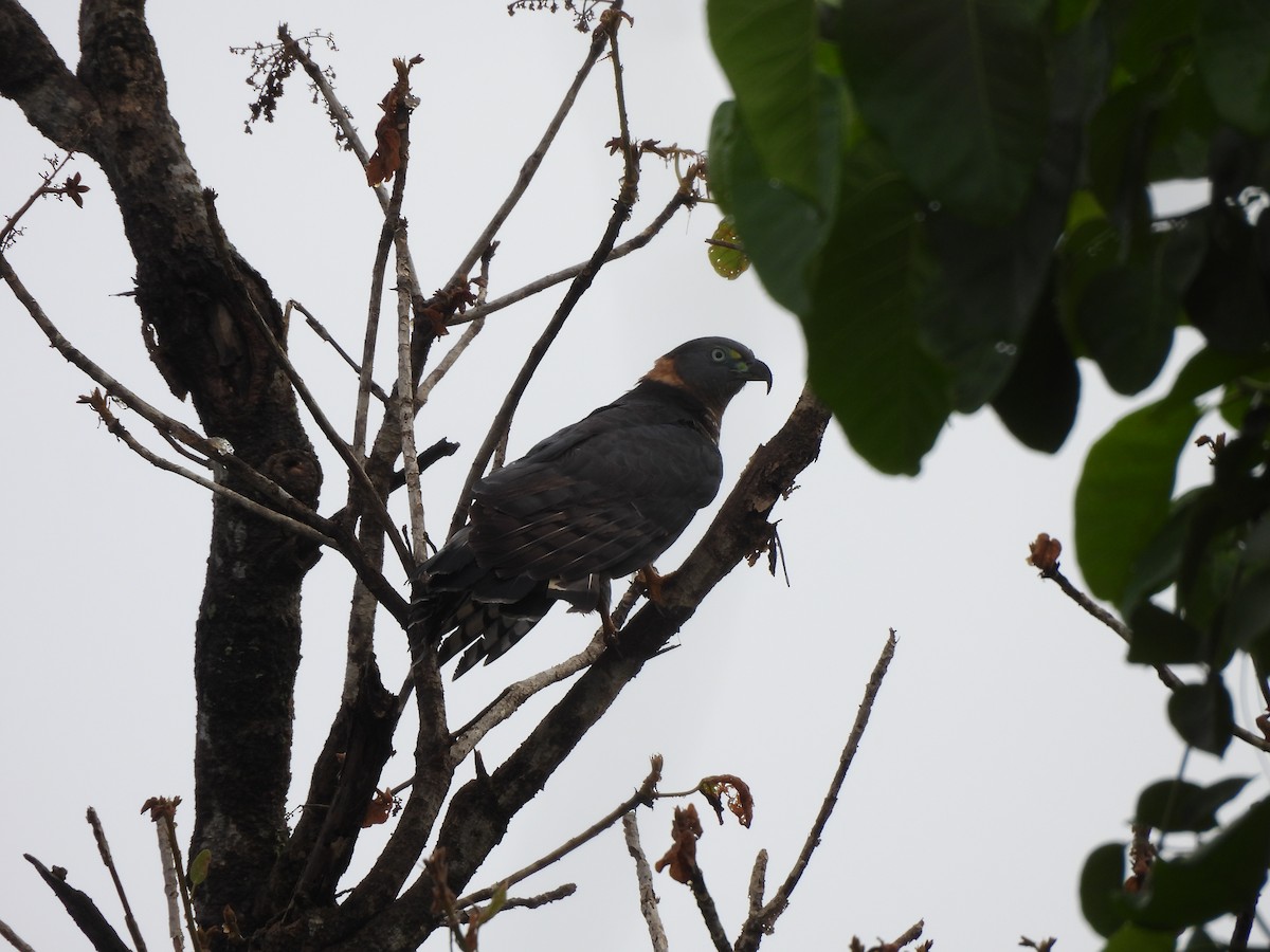 Hook-billed Kite - ML646262265