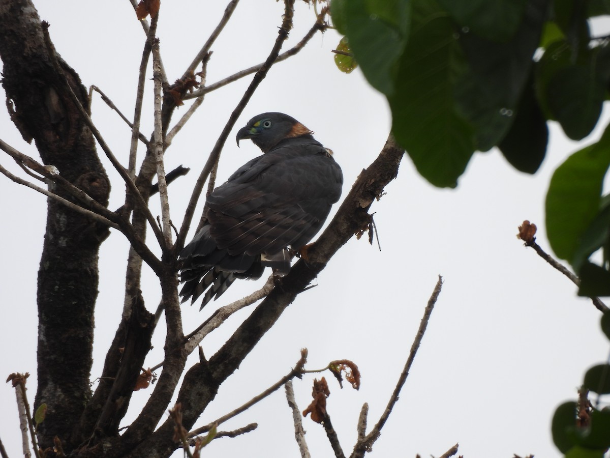 Hook-billed Kite - ML646262266
