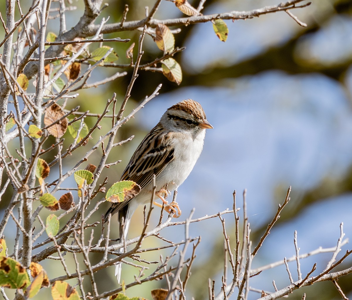 Chipping Sparrow - ML646262269