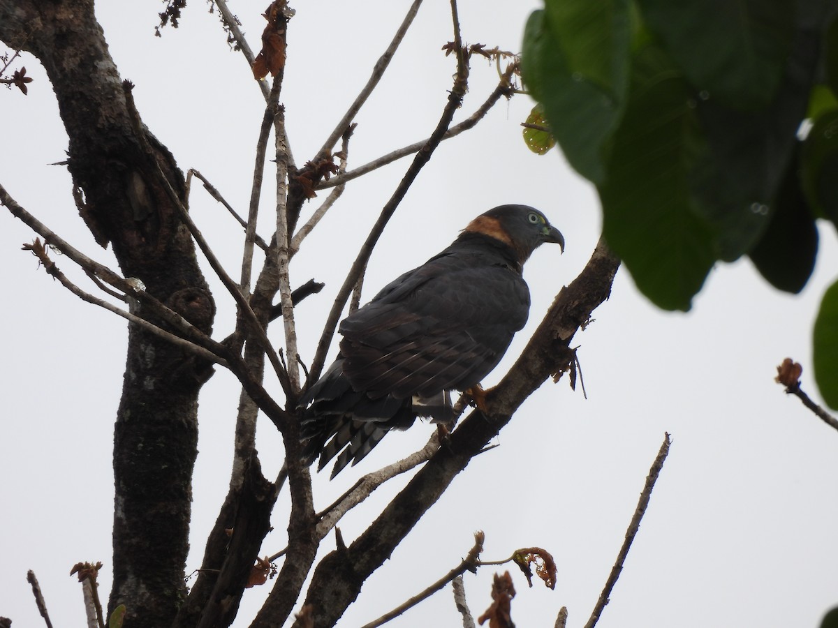 Hook-billed Kite - ML646262272