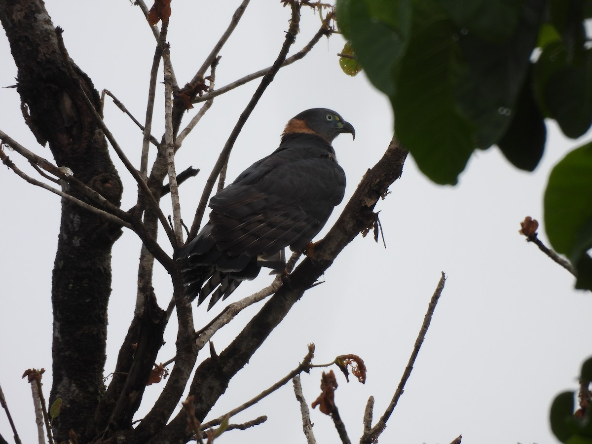 Hook-billed Kite - ML646262273