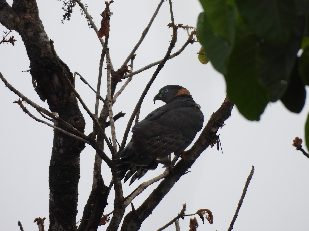 Hook-billed Kite - ML646262274