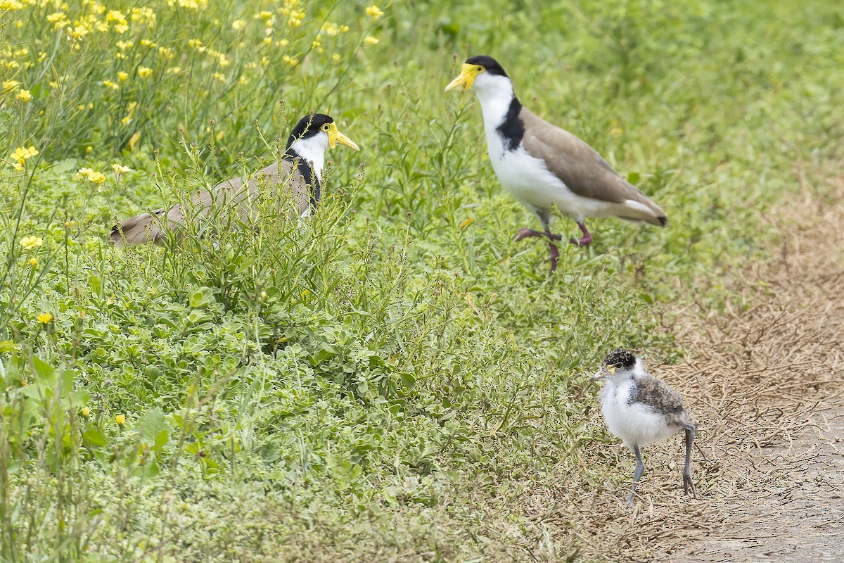 čejka australská - ML646262278