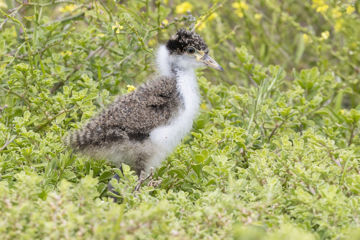 čejka australská - ML646262279