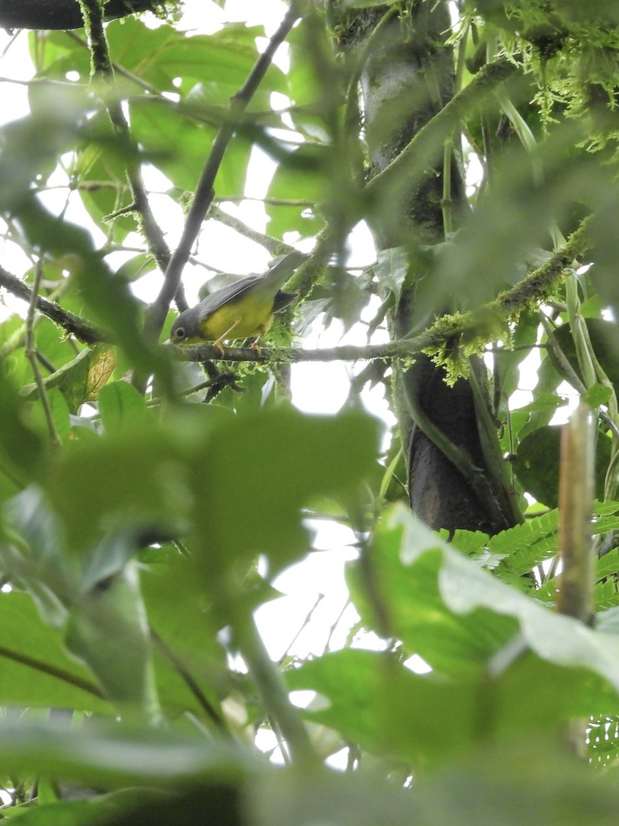 Reinita Canadiense - ML646262284