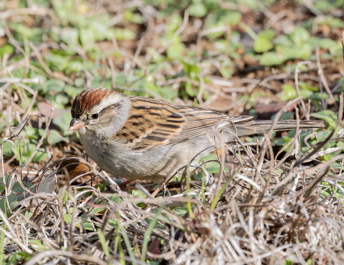 Chipping Sparrow - ML646262285