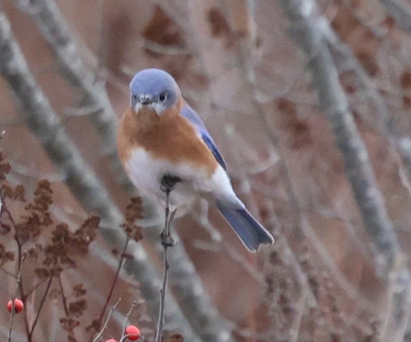 Eastern Bluebird - ML646262292