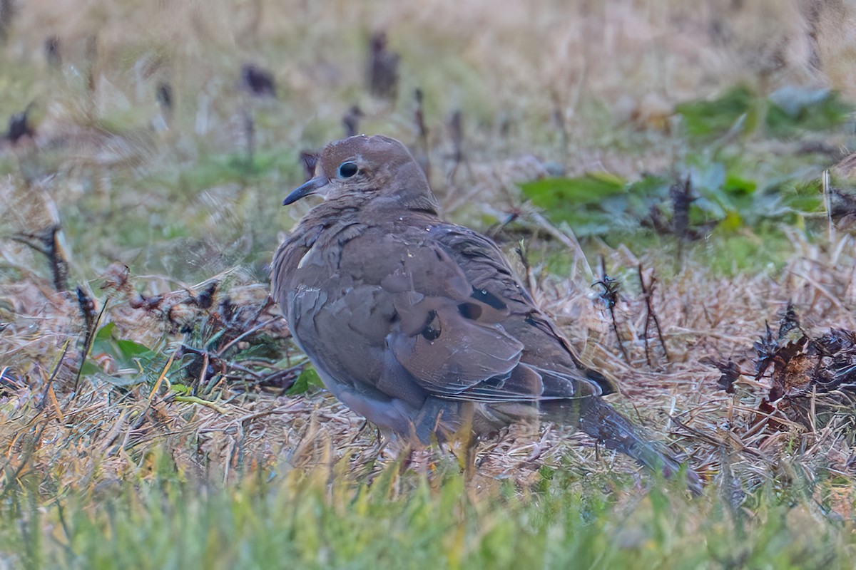 Tourterelle triste - ML646262320