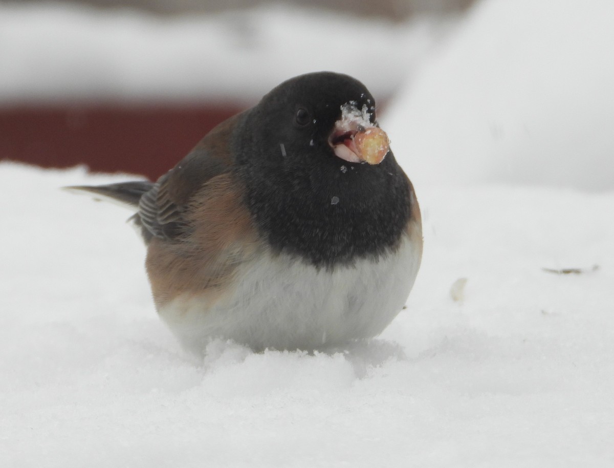 Dark-eyed Junco (Slate-colored/cismontanus) - ML646262322