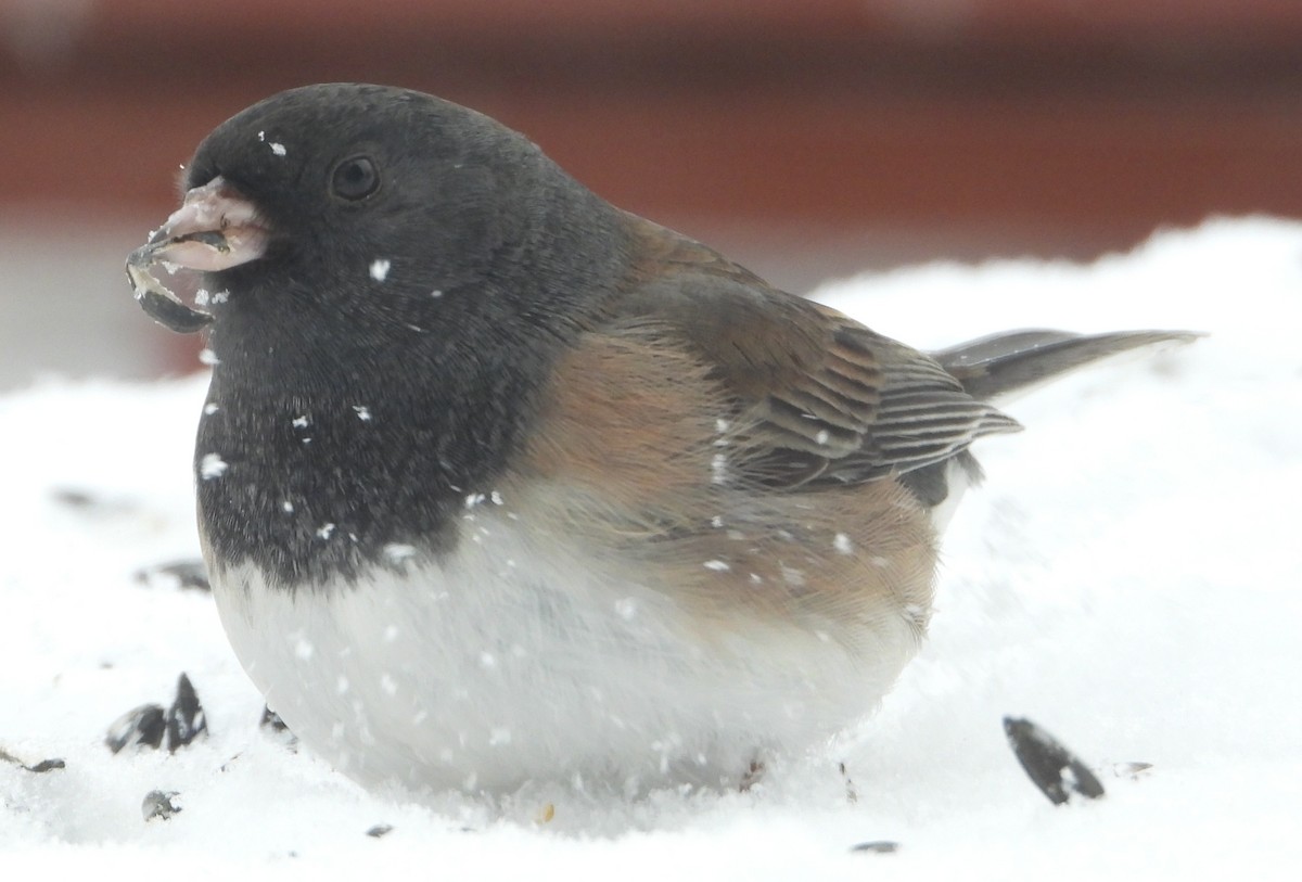 Dark-eyed Junco (Slate-colored/cismontanus) - ML646262323