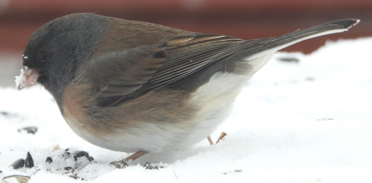 Dark-eyed Junco (Slate-colored/cismontanus) - ML646262324