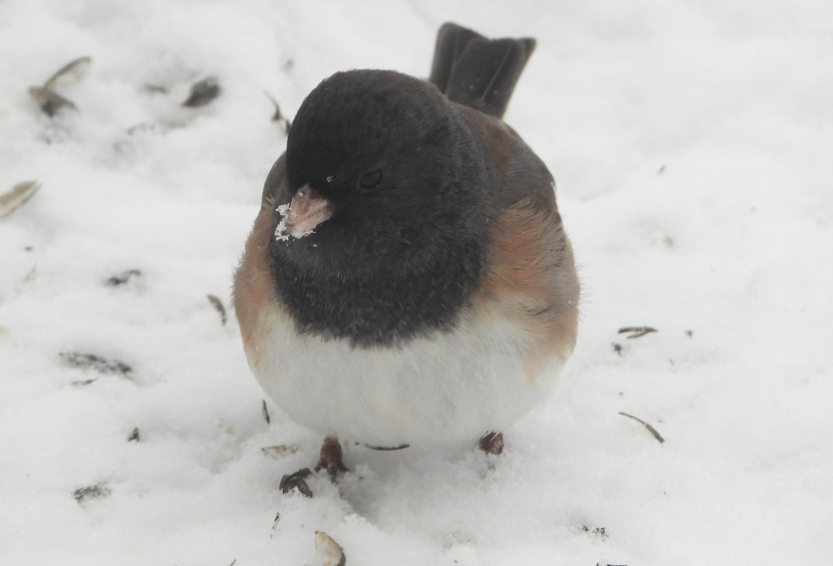 Dark-eyed Junco (Slate-colored/cismontanus) - ML646262326