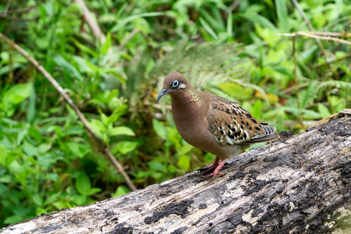 Galapagos Dove - ML646262329